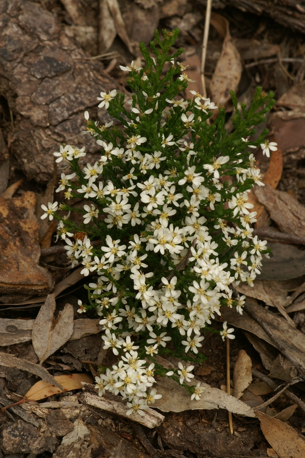 Olearia teretifolia